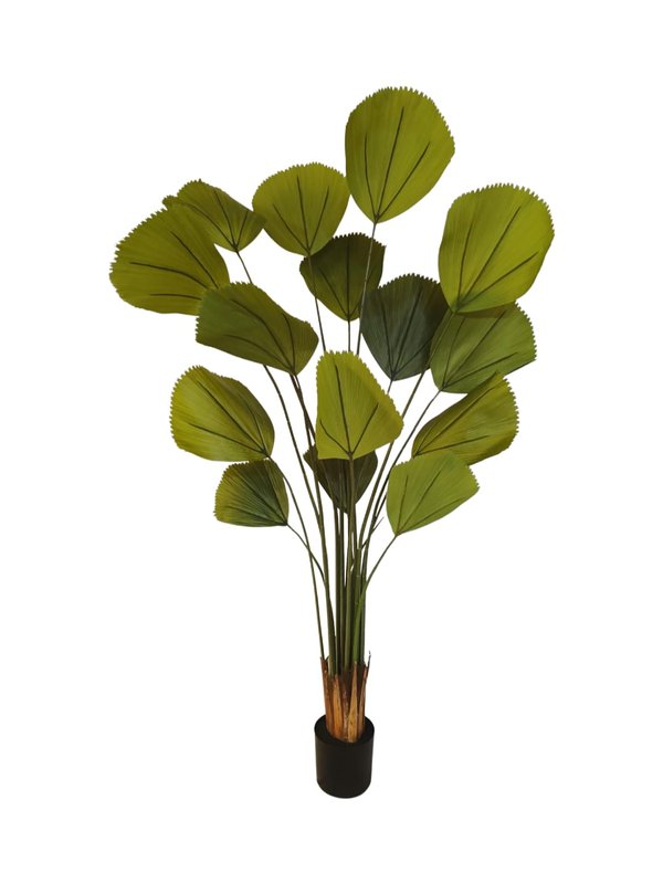 Licuala Grandis Plant 1.8m (Design 1) - Faux