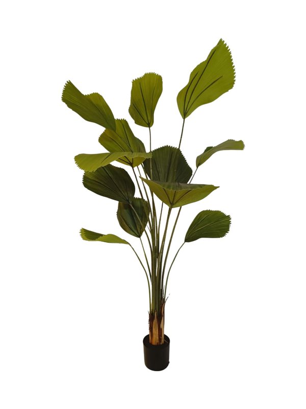 Licuala Grandis Plant 1.6m (Design 1) - Faux