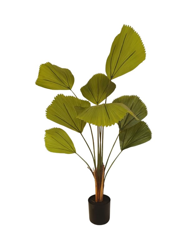 Licuala Grandis Plant 1.2m (Design 1) - Faux