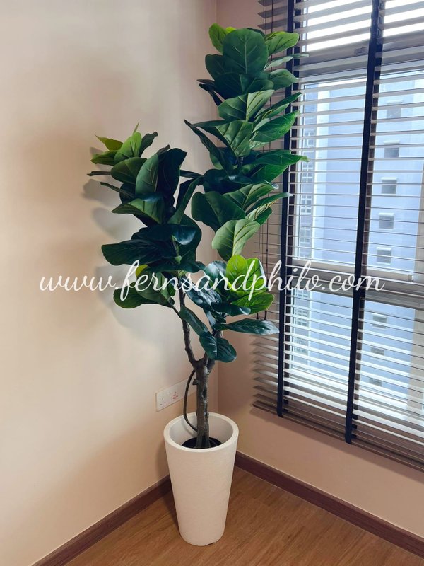 Ficus Plant Tree 1.8m - Faux