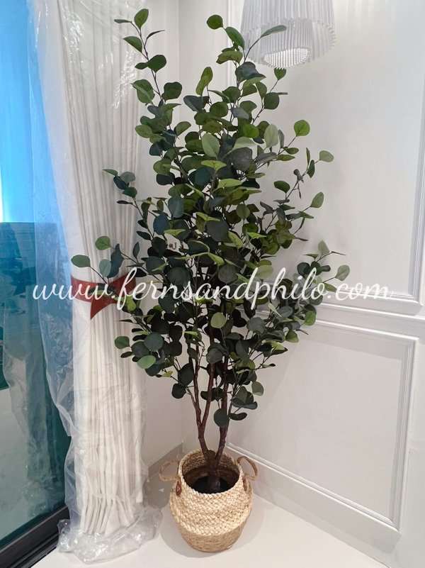 Eucalyptus Plant 1.8m - Faux