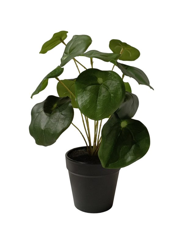 Pilea Peperomioides Plant With Black Pot - Table Size (Faux)
