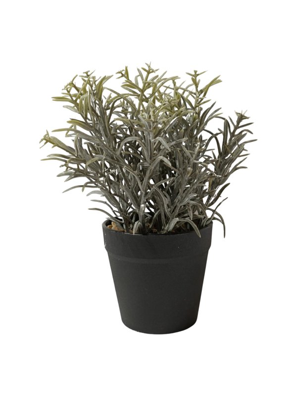 Calocephalus Plant With Black Pot - Table Size (Faux)