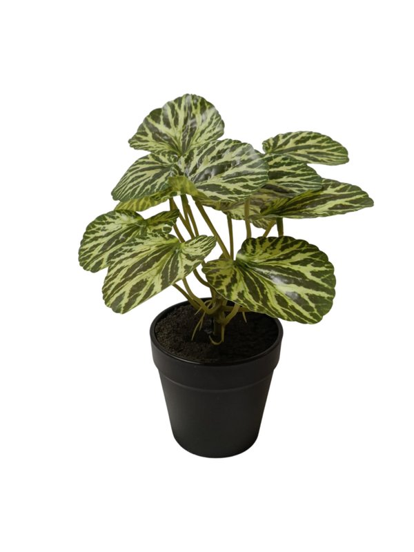 Begonia Imprerialis Plant With Black Pot - Table Size (Faux)
