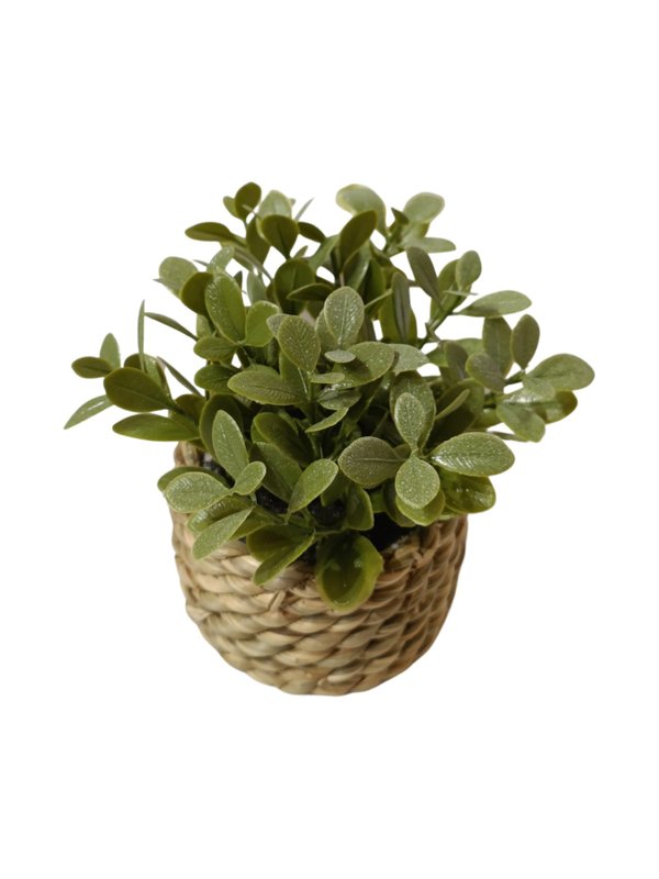 Sempervirens Plant With Scandi Pot (Buxus) - Table Size (Faux)