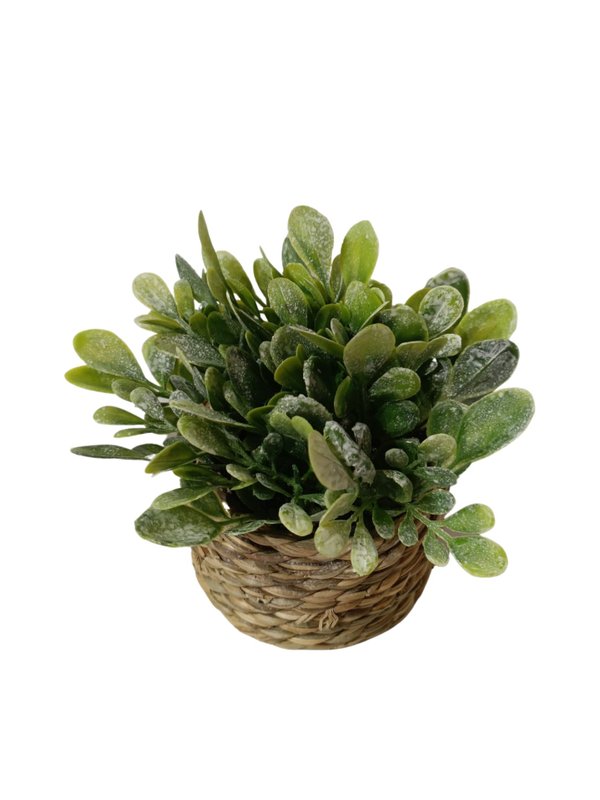 Microphylla Plant With Scandi Pot (Buxus) - Table Size (Faux)