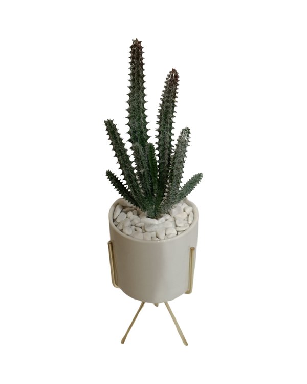 Hoodia Plant With White Pot & Gold Stand (Cactus) - Table Size (Faux)