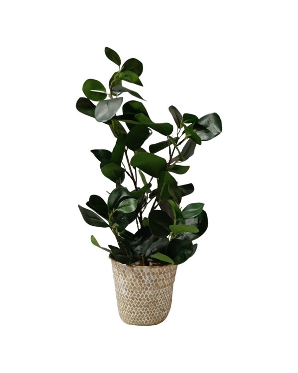 Clusia Plant With Modern Pot - Table Size (Faux)