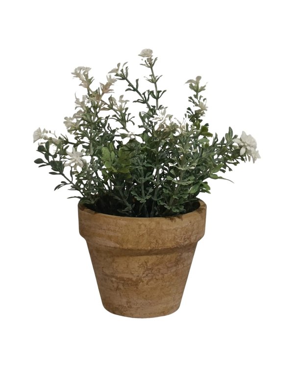 Westringia Fruticosa Plant With Pot - Table Size (Faux)