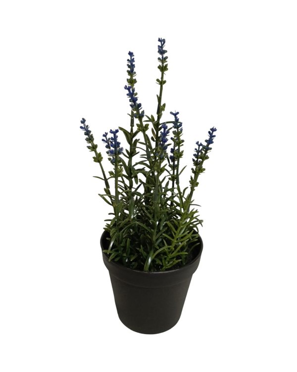 Lachenalia Plant With Black Pot - Table Size (Faux)
