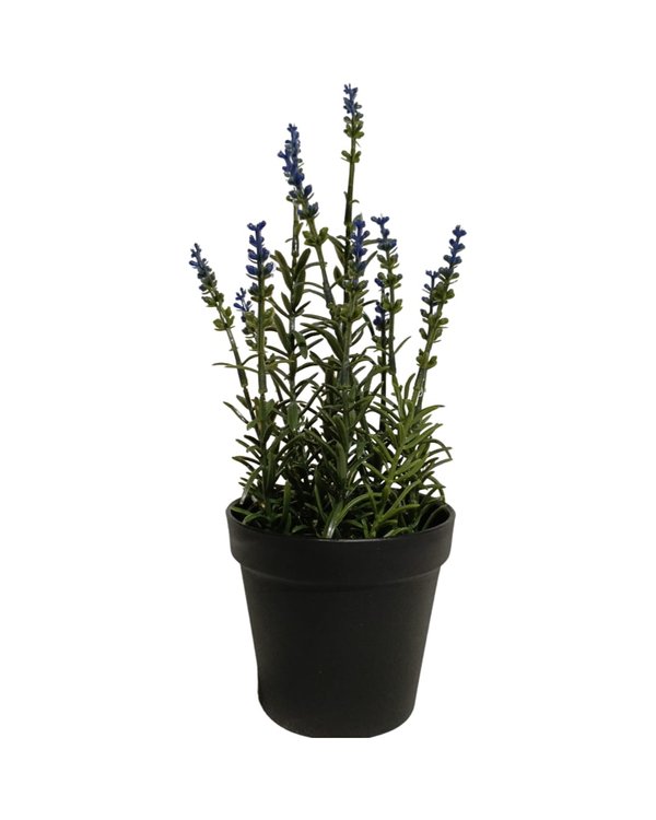 Lachenalia Plant With Black Pot - Table Size (Faux)