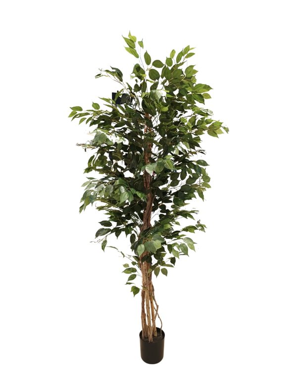 Ficus Plant Tree 1.9m (Small Leaves) - Faux