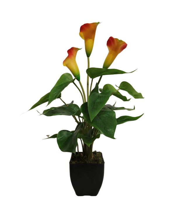 Arum-Lily Plant With Black Pot (Rainbow) - Table Size (Faux)