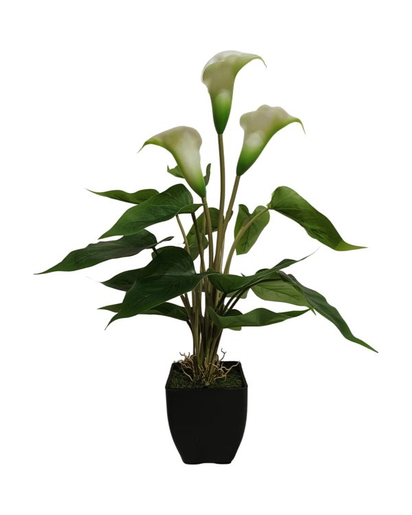 Arum-Lily Plant With Black Pot (Green) - Table Size (Faux)