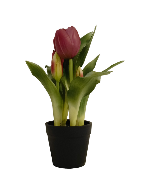 Maroon Tulip Plant With Black Pot - Table Size (Faux)