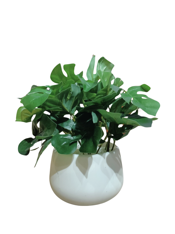 Mini Monstera Plant With Pebbles (Table Size) - Faux