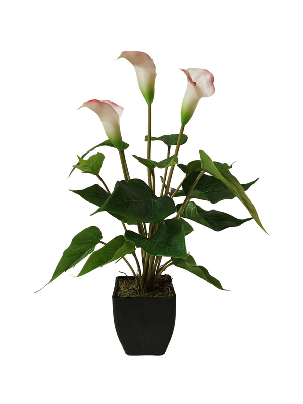 Arum-Lily Plant With Black Pot (Pink) - Table Size (Faux)