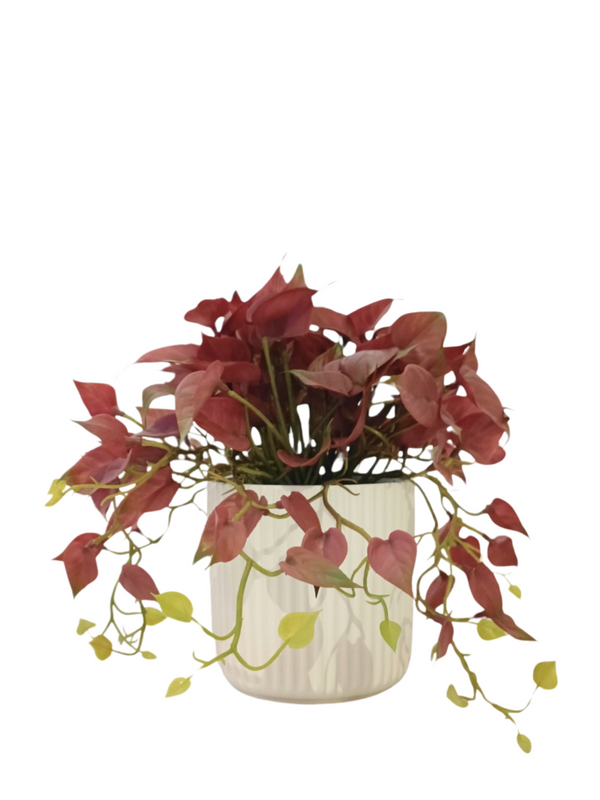 Red Dischidia Plant with White Pot (Table Size) - Faux