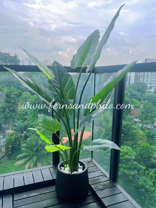 Colocasia Plant 1.5m (Taro Plant) - Faux