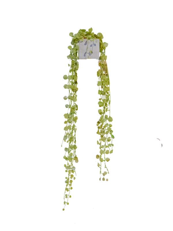 Hanging Dischidia Plant - Faux