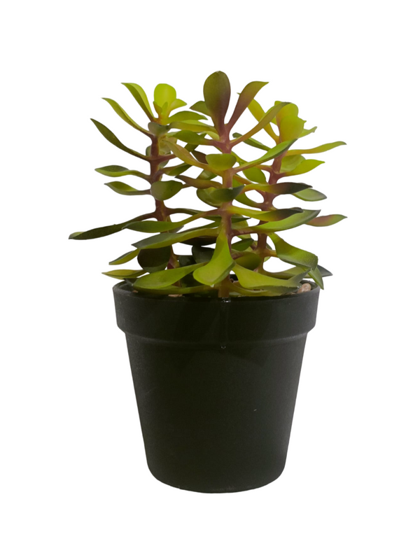 Jade Plant With Black Pot - Table Size (Faux)