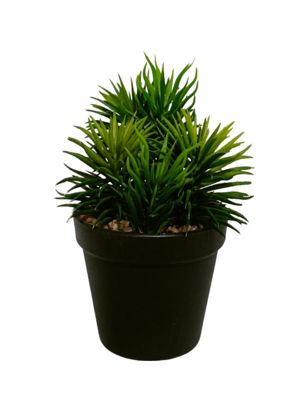 Senecio Barbertonicus Plant With Black Pot - Table Size (Faux)