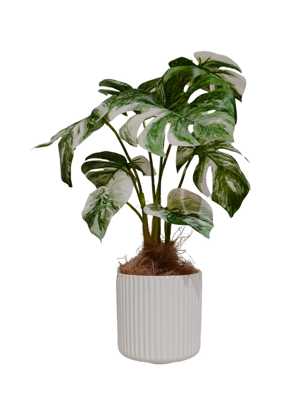 Monstera Albo Plant With White Pot (Faux)