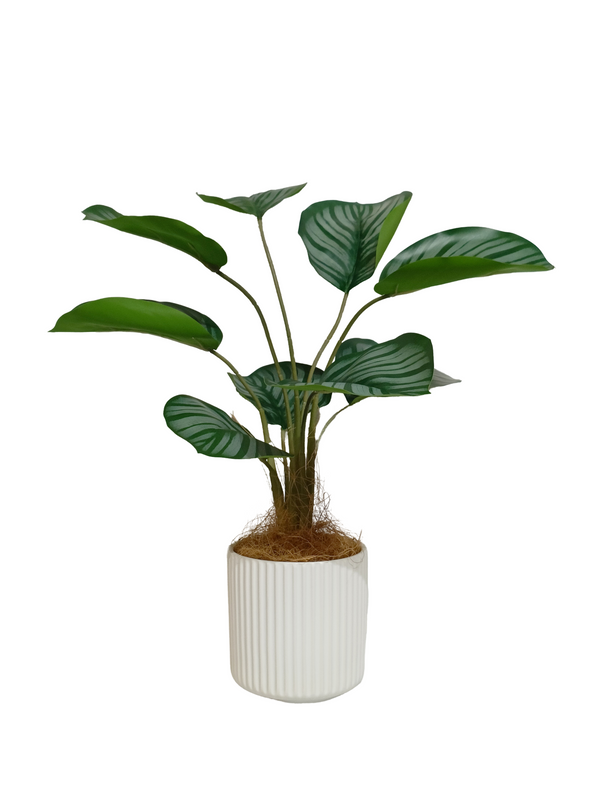 Calathea Orbifolia - White/ Green With White Pot (Faux)