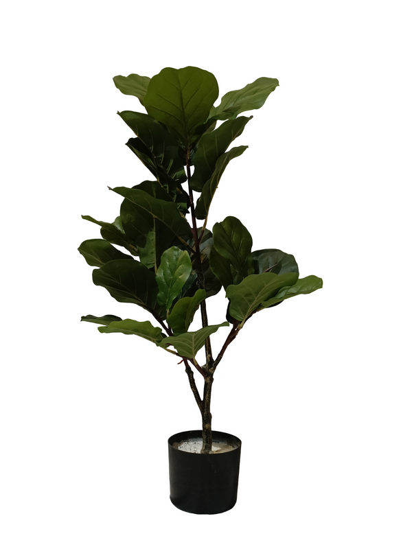 Ficus Lyrata Plant 0.8m - Faux