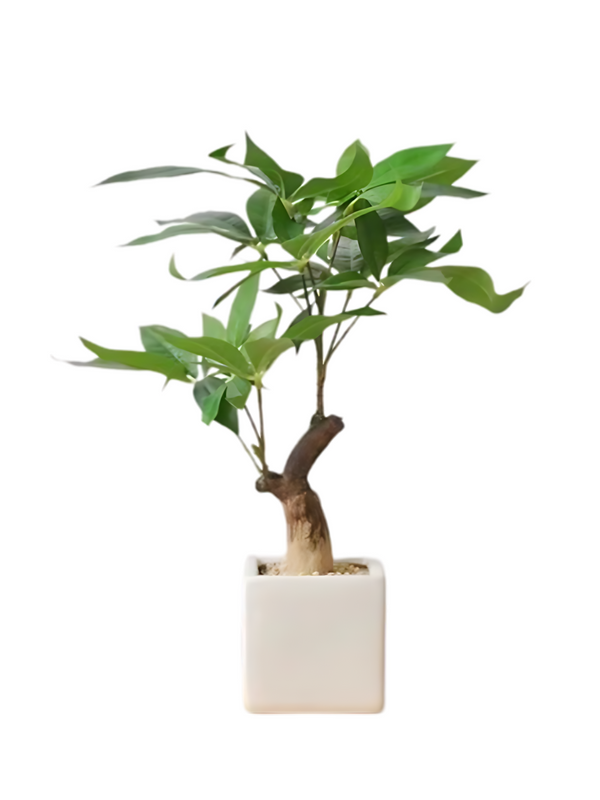 Pachira Aquatica Plant With White Pot (Faux)