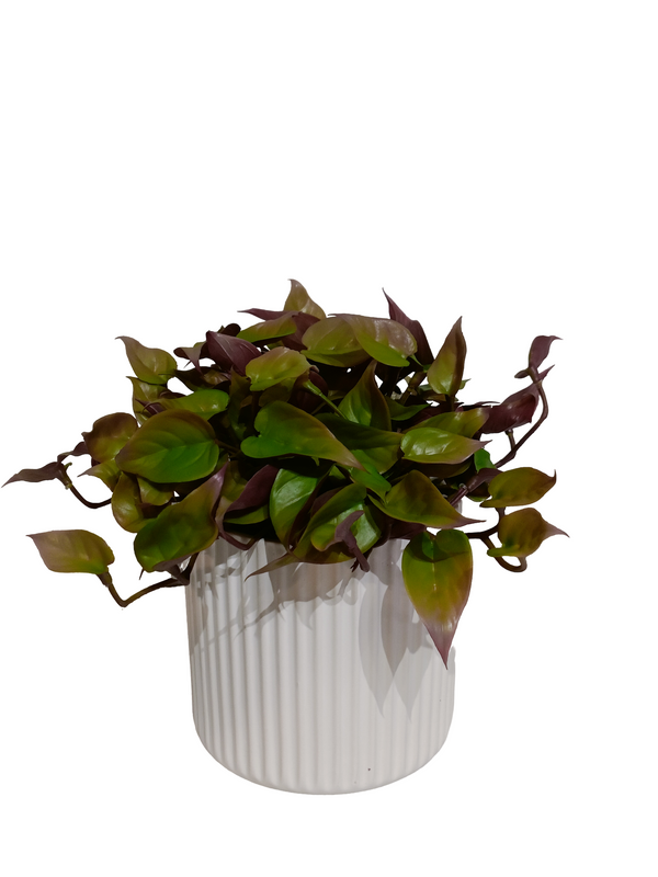 Green & Red Dischidia Plant with White Pot (Table Size) - Faux 
