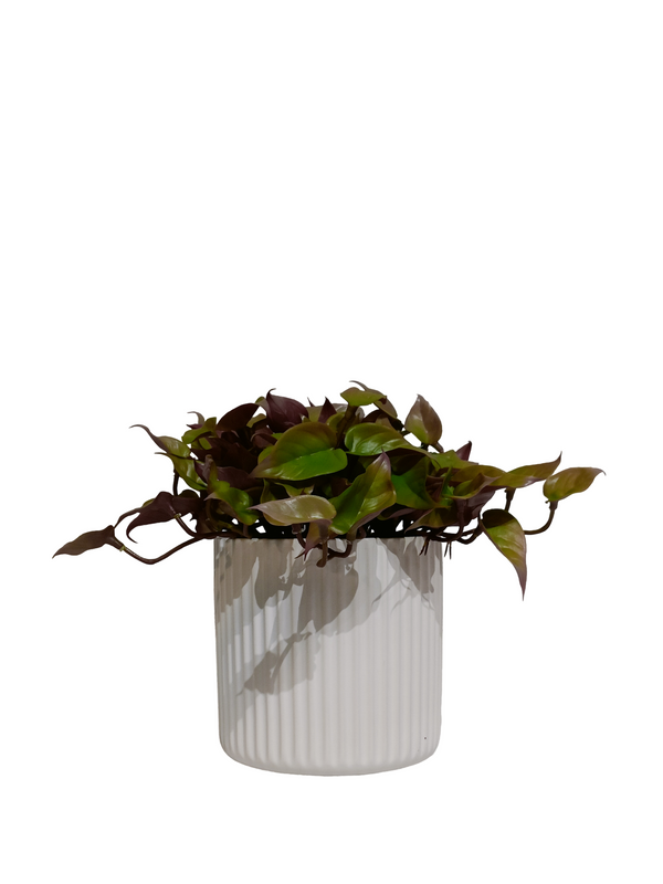 Green & Red Dischidia Plant with White Pot (Table Size) - Faux 