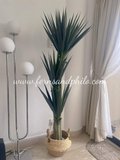 Yucca Tree 1.7m - Faux