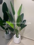 Travellers Palm Tree 1.6m - Faux