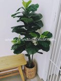 1.2m Ficus Plant - Faux