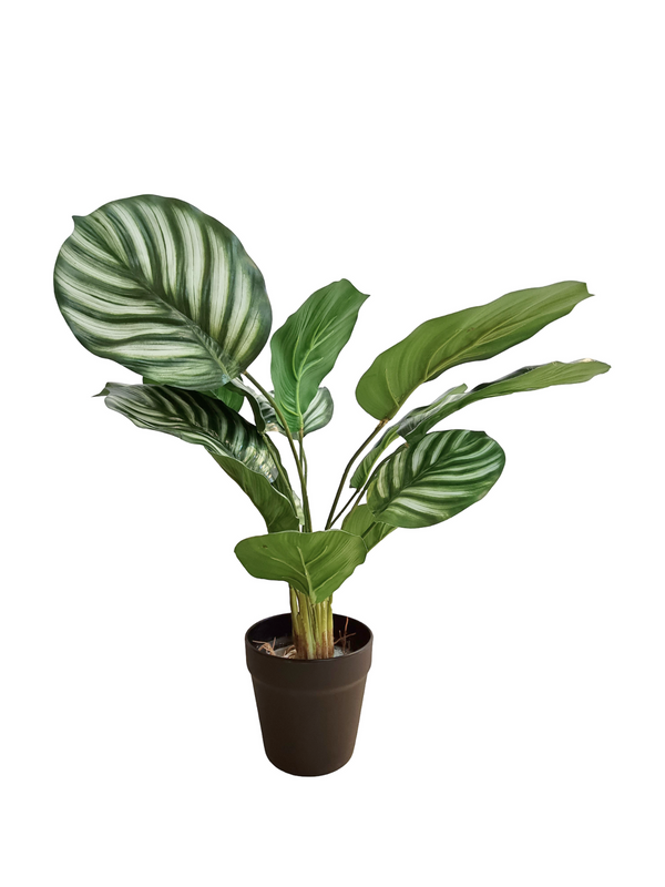 Calathea Orbifolia - White/ Green (Small) - Faux