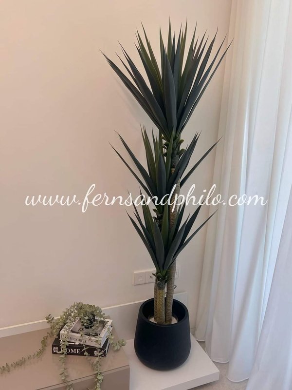 Yucca Tree 1.7m (Thick Leaves) - Faux