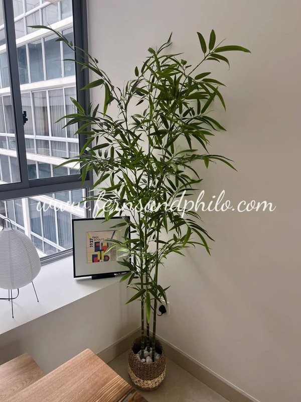 Japanese Bamboo Plant 2m - Faux