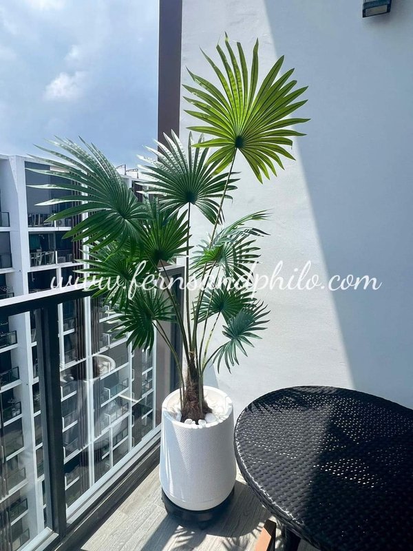 Livistona (Fan Leaves Palm) 1.8m - Faux