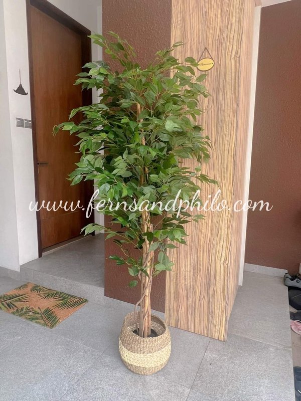 Ficus Plant Tree 1.7m (Small Leaves) - Faux