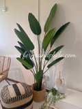 Traveller's Palm 1.8m 