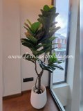 Ficus Plant 1.6m
