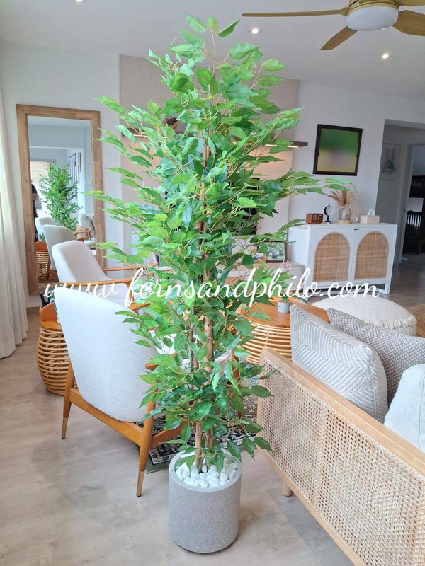 Ficus Plant Tree 1.9m (Small Leaves) - Faux