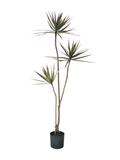 Yucca Tree 1.7m - Faux