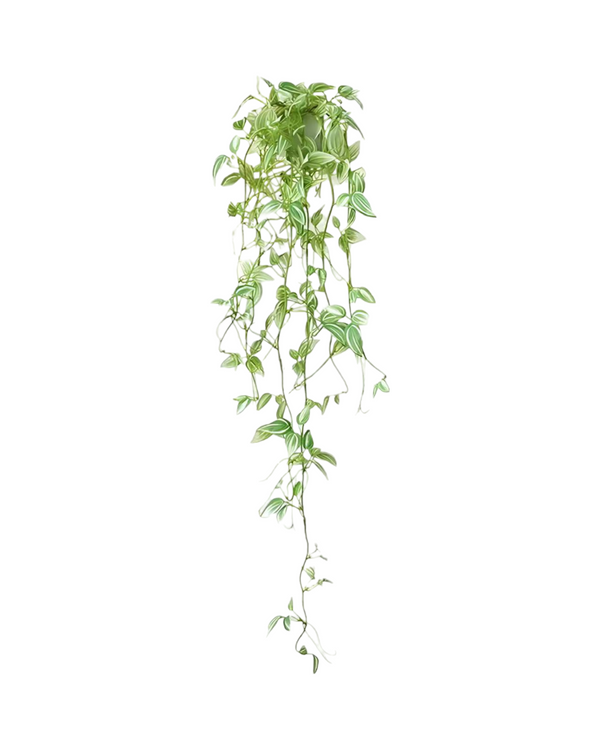 Hanging Inchplant Plant - Faux