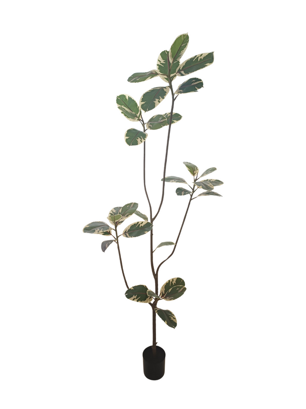 Rubber Fig Plant 1.9m - Faux