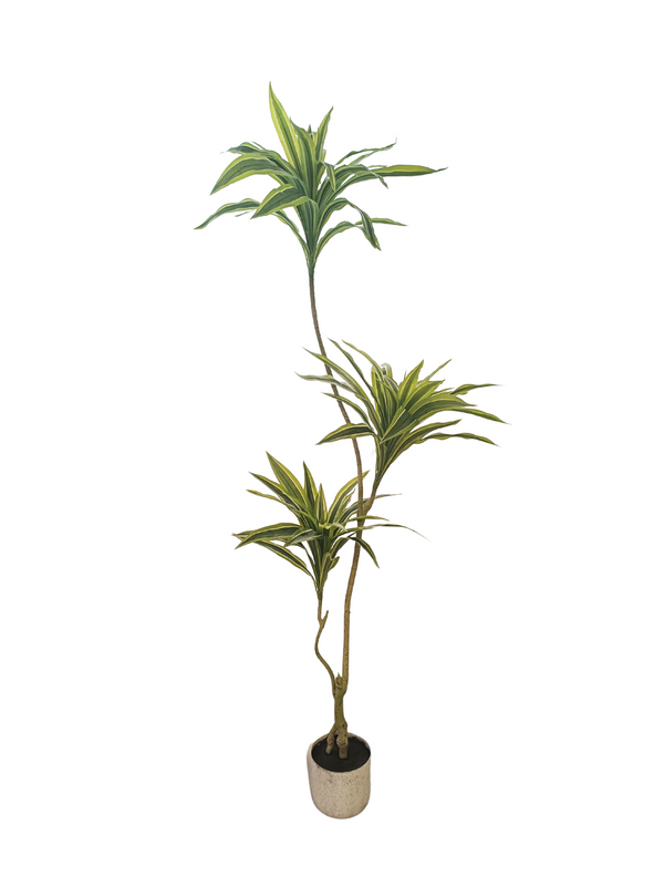 Dracaena Fragrans Plant 1.8m - Faux