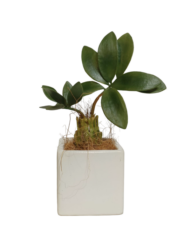 Zamia Furfuracea Plant - Table Size (Faux)