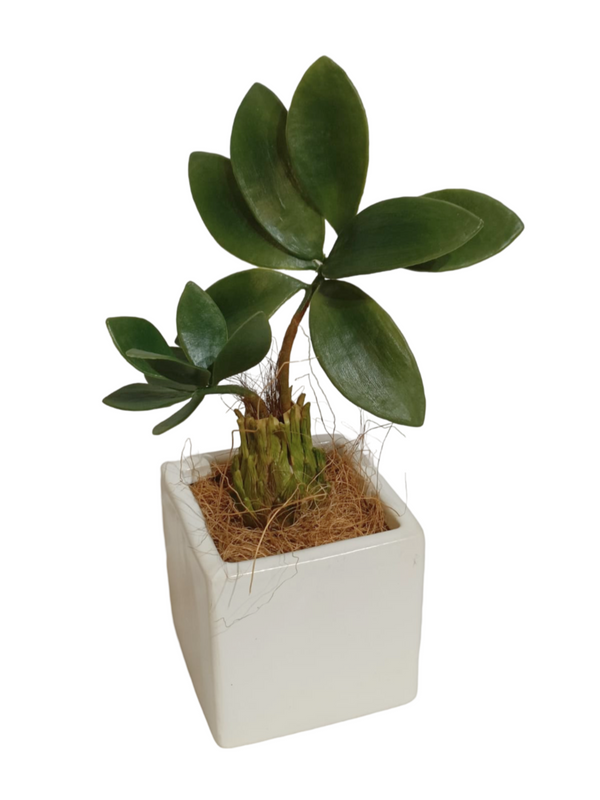 Zamia Furfuracea Plant - Table Size (Faux)