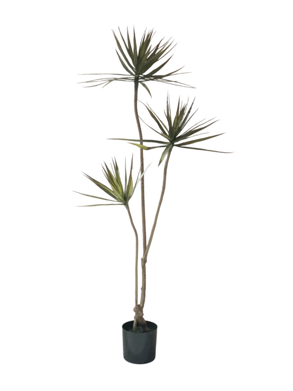 Yucca Tree 1.7m (Thin Leaves) - Faux